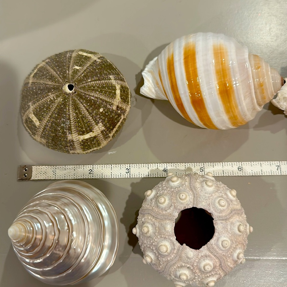 Decorative Seashells - Picture 9 of 11
